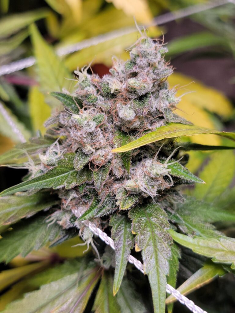 Diesel Poison top in flower indoors.