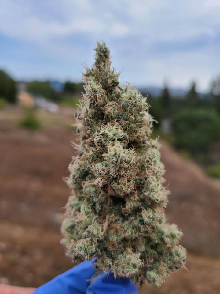 Diesel Therapy cola held up outdoors, dense and covered in resin.