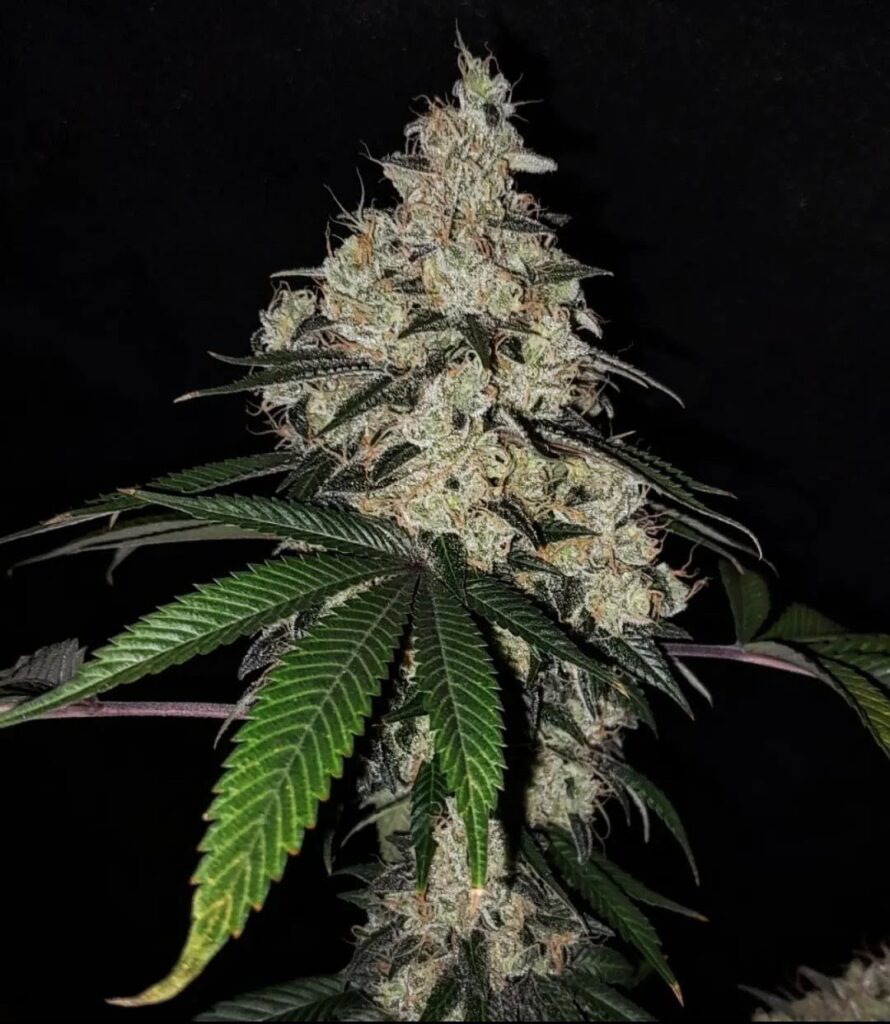 Diesel Therapy cannabis top in flower against a black background, East Coast Sour Diesel x Chemdog 91 Bx3 bred by Skunk VA at Lucky Dog Seed Co.