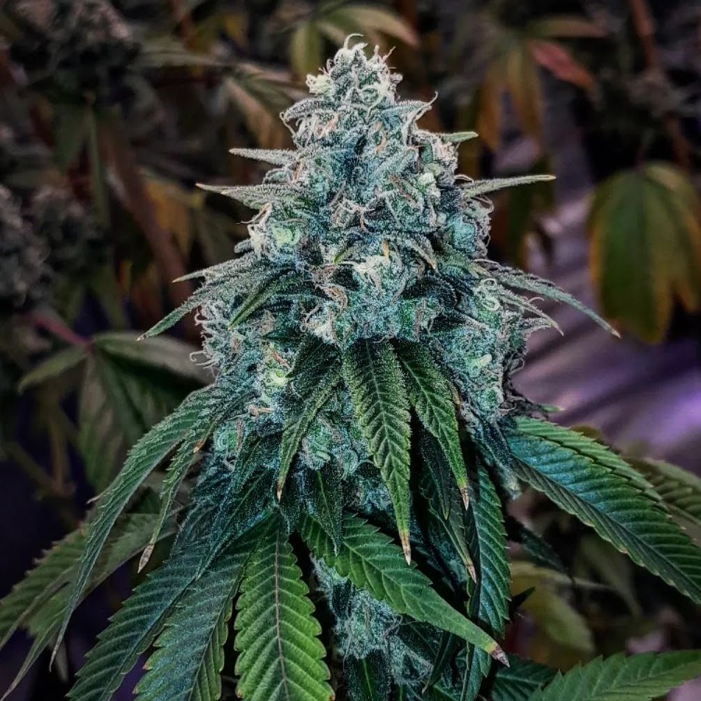 Diesel Therapy plant in flower with a frosted top.