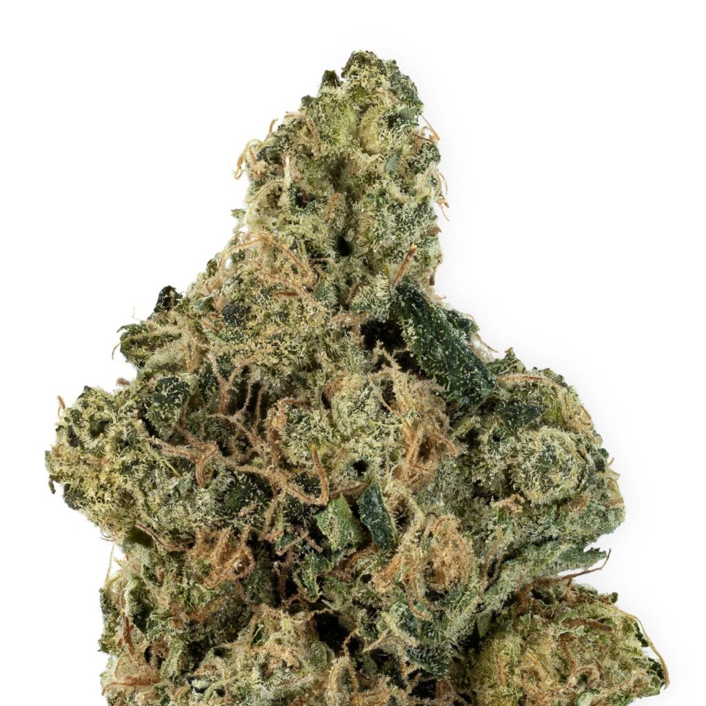 Diesel Therapy bud on a white background.