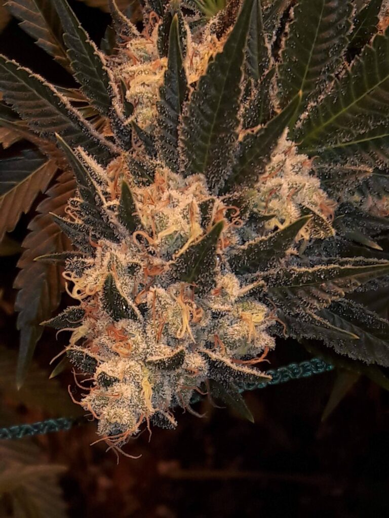 Close-up of a Dog Patch bud with orange pistils and heavy resin.