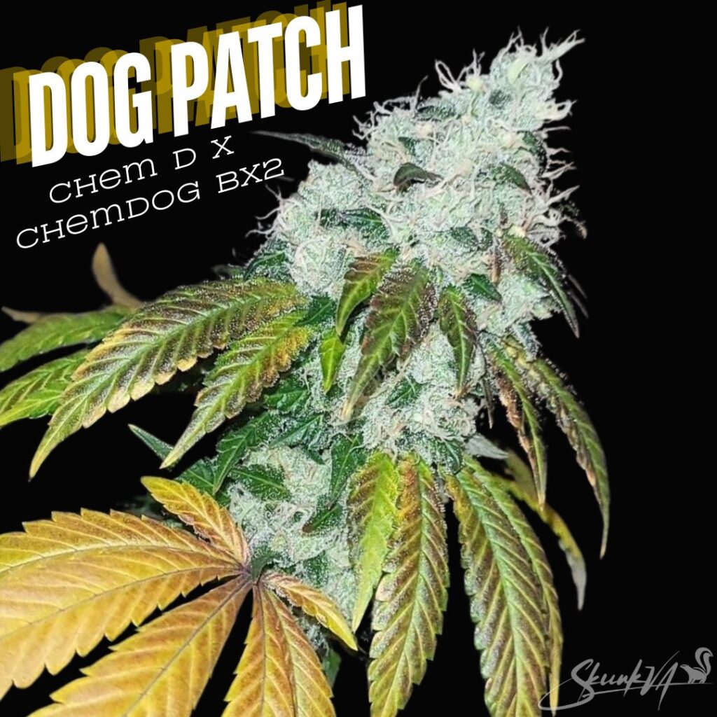 Dog Patch strain artwork showing a flowering top with the name and cross, Chem D x Chemdog 91 Bx2.