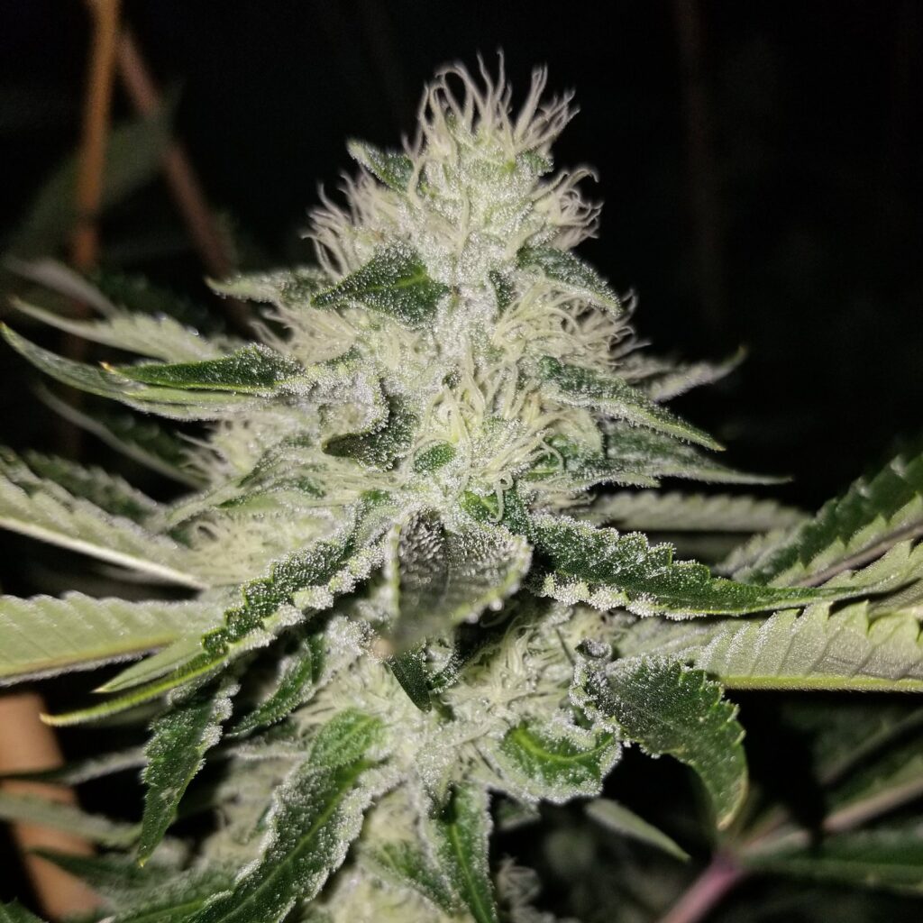 Dog Patch cannabis top in flower, frosted with resin and white pistils, Chem D x Chemdog 91 Bx2 bred by Skunk VA at Lucky Dog Seed Co.