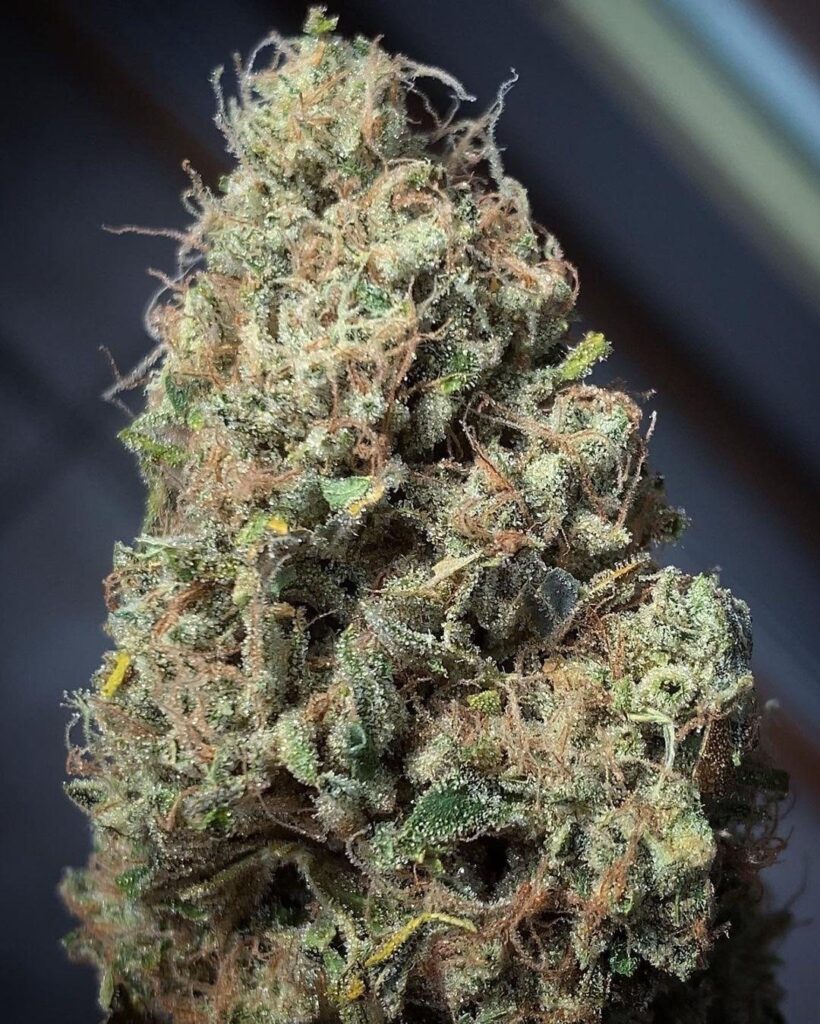 Dense Dog Patch bud, frosted with resin, on a dark background.