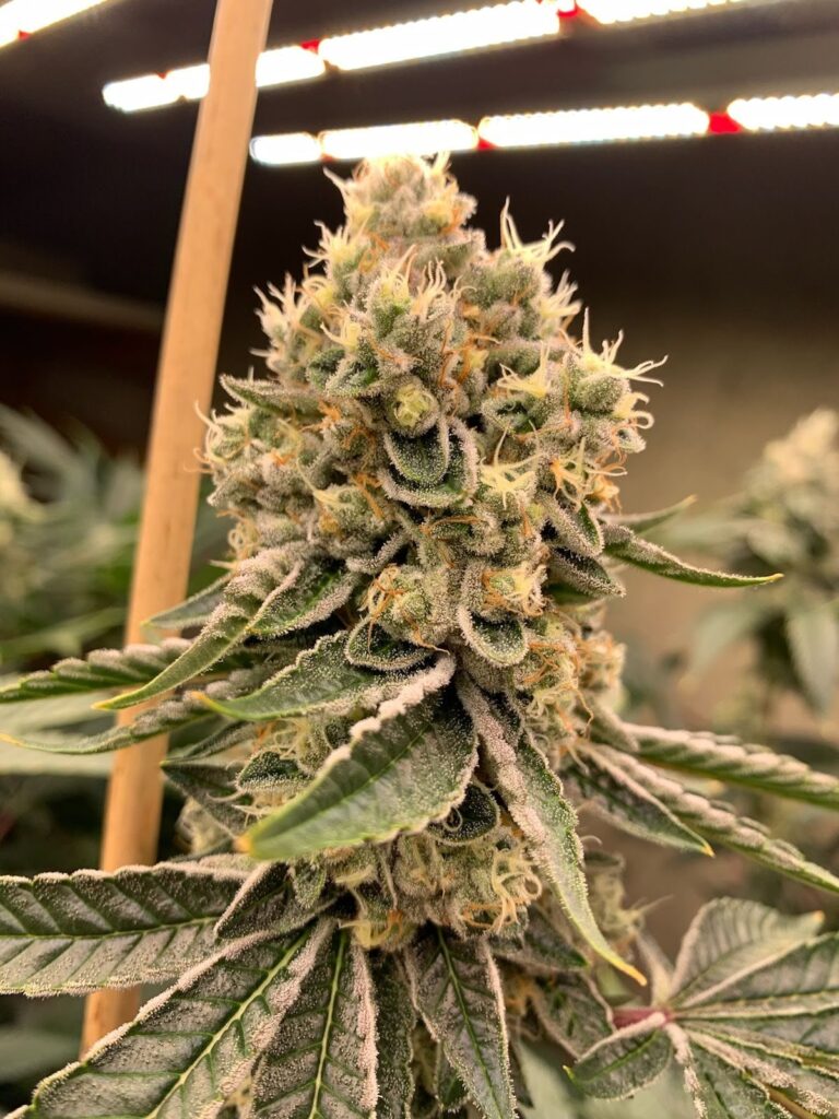 Schism cola in flower under grow lights, thick with resin.