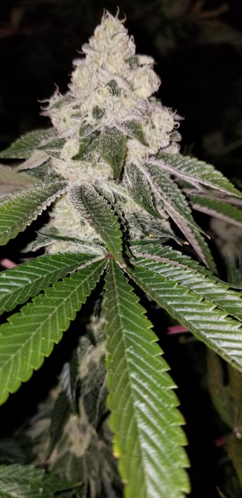 Schism cannabis top in flower indoors, T.I.T.S. x Chemdog 91 Bx3 bred by Skunk VA at Lucky Dog Seed Co.