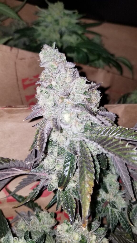Frosty Schism top held up for the camera in late flower.