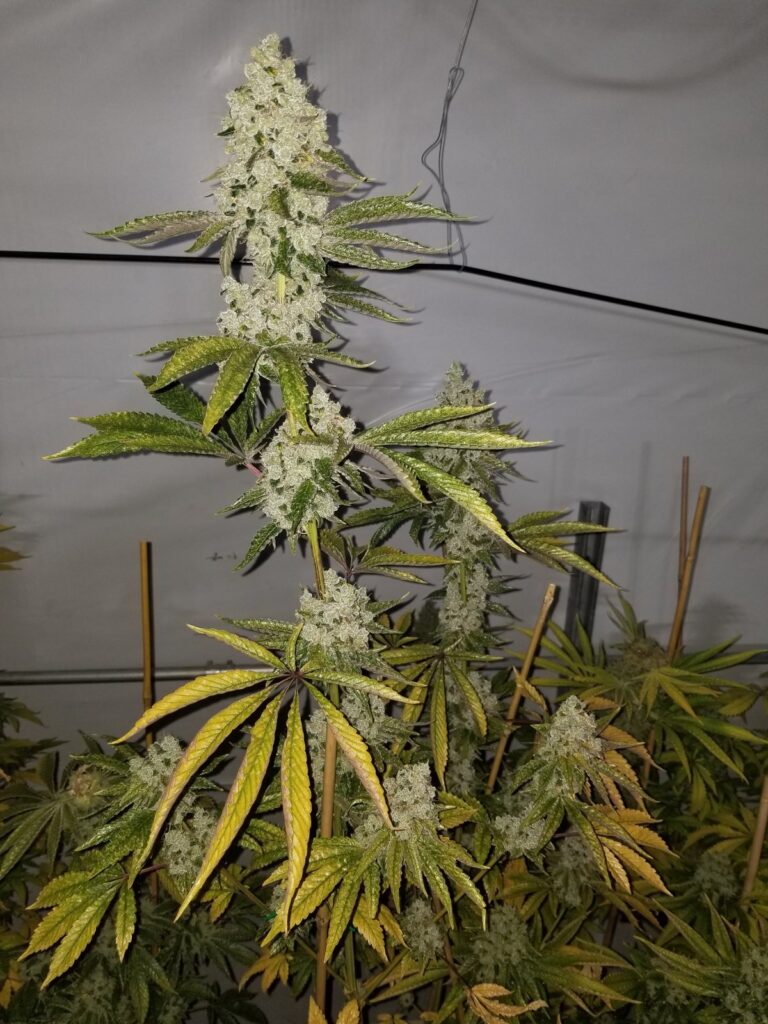 Schism plant in flower in a grow tent, showing its height and structure.