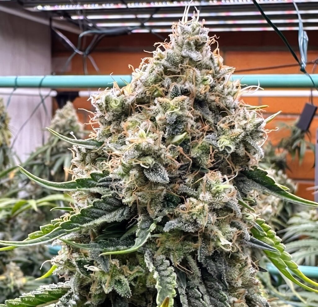 Chem Flyer cola in an indoor flower room, frosted with resin and orange hairs.