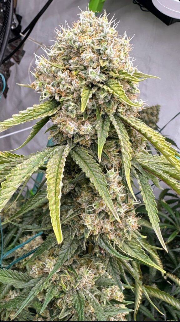 Large Chem Flyer top in late flower, heavy with resin.