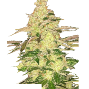 Double Krush seeds: frosty lime-green cola from the Chem Krush x Chemdog 91 Bx2 cross