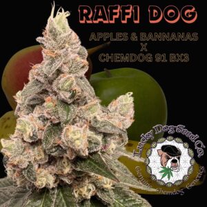 Raffi Dog seeds: frosty Apples & Bananas x Chemdog 91 Bx3 flower with the Lucky Dog Seed Co logo
